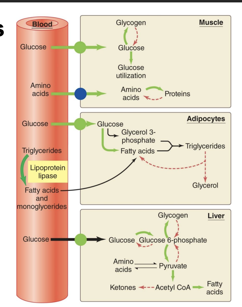 <p>-insulin determines if in absorptive or postabsortive state</p><p>*green=promoted by insulin; red=insulin is low</p>