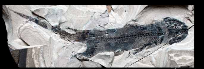 <ul><li><p>lower permian </p></li><li><p>small sized </p></li></ul><p></p>