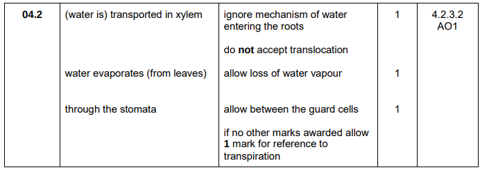 <ul><li><p>Water transported in xylem</p></li><li><p>Water evaporates — through stomata</p></li></ul><p></p>