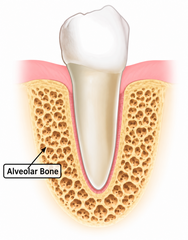 <p>The part of the maxilla and mandible that surrounds and supports the roots of the teeth and forms the tooth sockets (alveoli).</p>