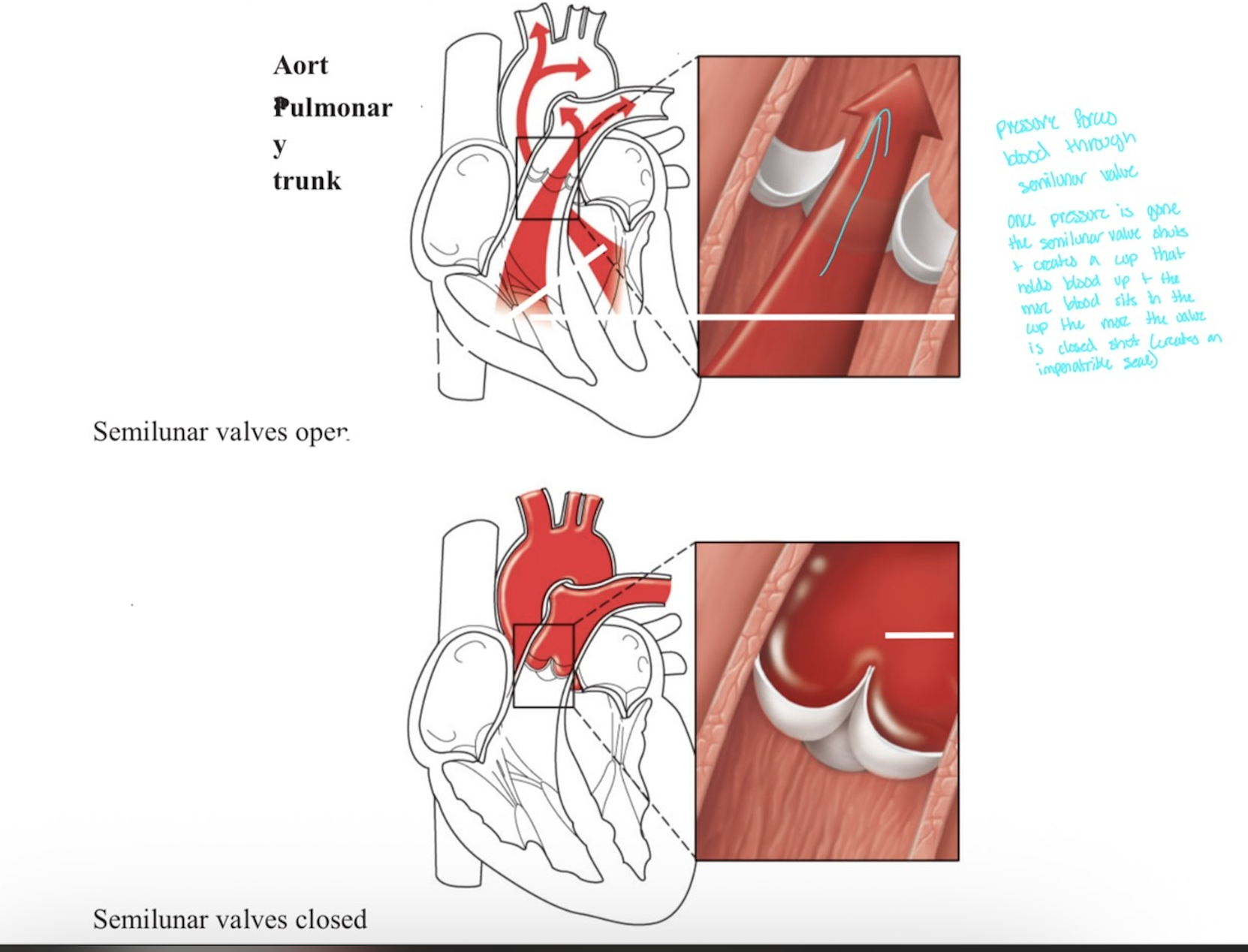 <p>Heart Valves Function</p>