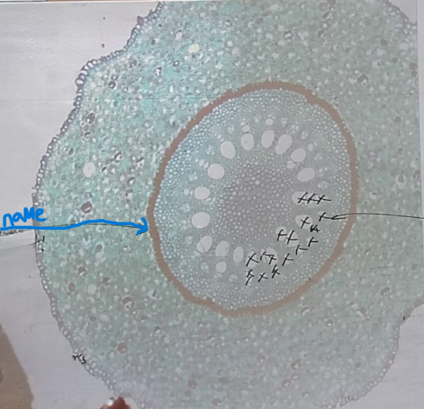 <ol><li><p>Name what its pointing at</p></li></ol><p></p>