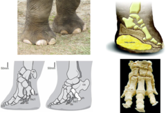 <p>>Theria, Eutheria, Afrotheria, Paenungulata, Proboscidea, Elephantidae</p><p>-Upper incisors ever growing and tusk-like</p><p>-cheek teeth polyphyodont and lophodont (loxodont)</p><p>-long proboscis (trunk)</p><p>-limbs pillar-like (graviportal)</p><p>-large elastic pad on sole of feet</p>
