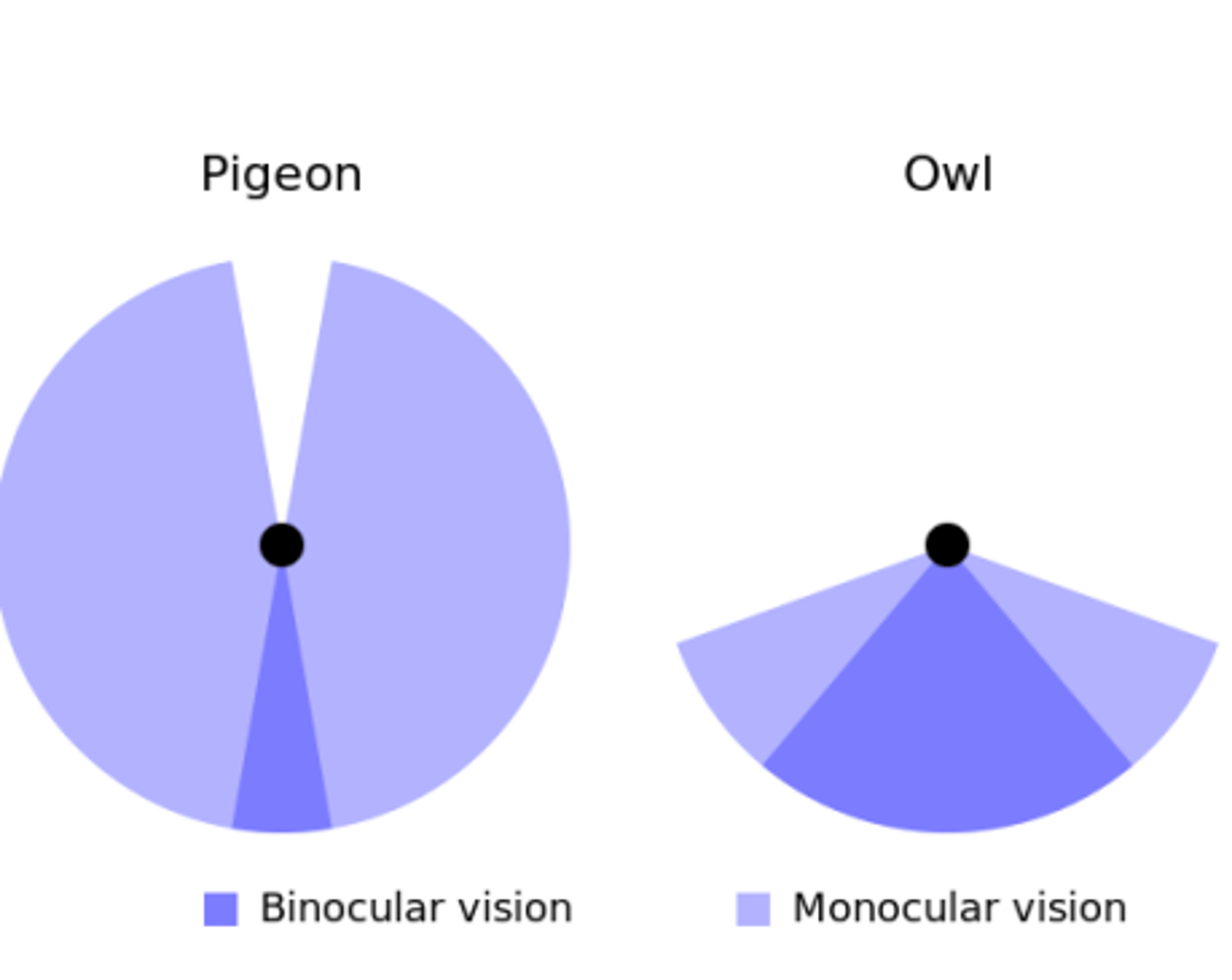 <p>- Convergence</p><p>- Stereopsis</p><p>- Ability of 2 eyes to see more of an object than one eye</p>