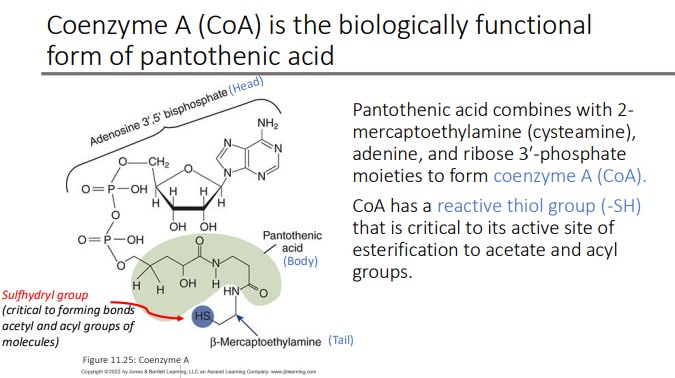 <ol><li><p>thiol group (-SH)</p></li><li><p>its active site of esterification to acetate and acyl groups.</p></li></ol><p></p>