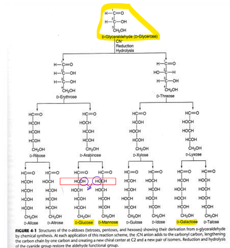 <p>We can reduce it and ultimately get a bunch of different monosaccharides</p>
