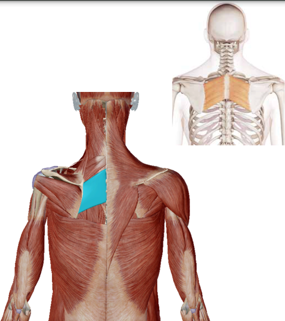 term image