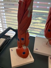 <p>11 brachialis</p>