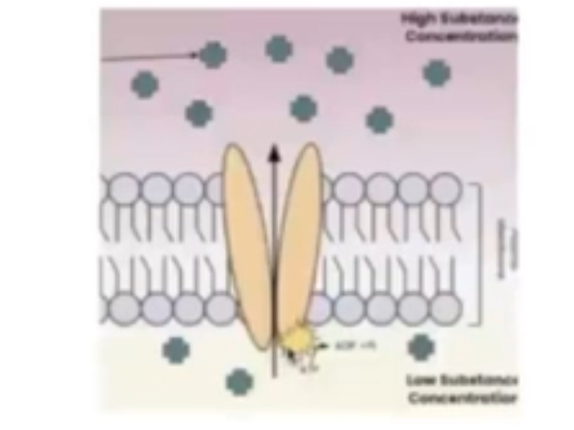 <p>Only certain molecules can bind to receptors site on carrier proteins = selective </p><p>ATP binds to protein on inside of membrane and is hydrolysed to ADP and Pi </p><p>Then protein changes shape and open towards the inside of the membrane </p><p>Molecule released on other side of membrane </p><p>Pi molecule is released from protein, protein reverts to original shape </p>