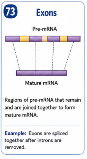 <p>Regions of pre mRNA that remain and are joined together to form mature mRNA. </p>