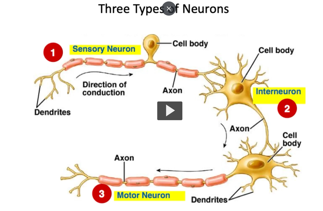 <p><u>Three types of neurons</u></p><ol><li><p>sensory neuron (afferent): </p></li><li><p>motor neuron (efferent)</p></li><li><p>Interneurons</p></li></ol><p><strong>Each of these</strong> <strong>play</strong> a <strong>unique role</strong> in <strong>signal transmission</strong> and<strong> many produce</strong> <strong>different neurotransmitters based on their function</strong> and <strong>target structure.</strong> </p><p></p>