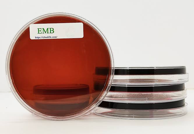 <p><span><mark>a selective and differential microbiological culture medium used to isolate and differentiate Gram-negative enteric bacilli (coliforms)</mark>. The dyes eosin Y and methylene blue inhibit Gram-positive bacteria and act as pH indicators to distinguish lactose-fermenting microbes.</span> [1, 2, 3]</p>