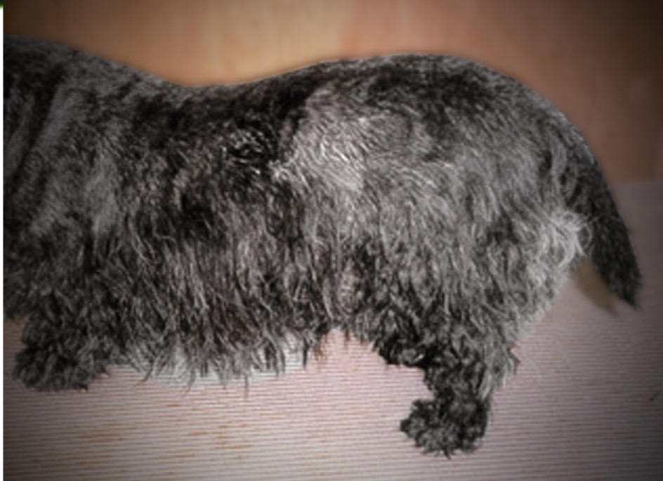 <img src="blob:null/aeaa6c34-901e-41c3-9660-e0966158c95e" width="640" height="480"><p>Oily or dry, dandruff like skin cells</p>