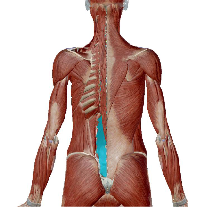 <p>what muscle is this </p>