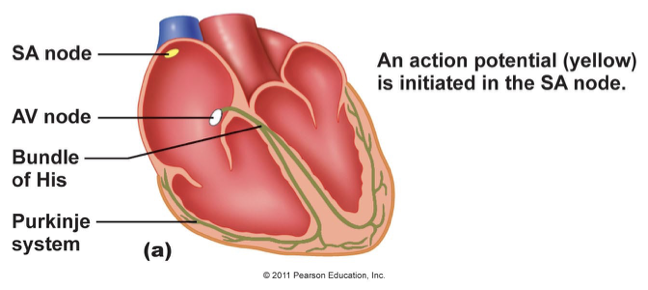 <p>an action potential (yellow) is initiated in the SA node</p>