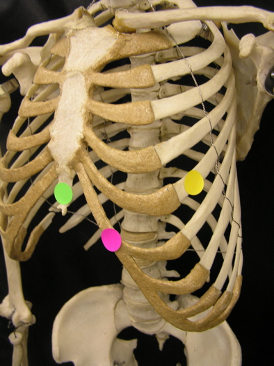 <p><span>Identify the structure indicated by the green dot.</span></p>