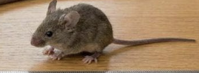 <p>mouse live specimen</p>