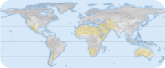 <p>Location - between 15-35 degrees N and S of equator</p><p>Temperature- hot temperatures average 104 degrees F</p><p>Precipitation- less than 12 in annually, often evaporating before hitting the ground</p><p>Soil - dry, coarse, shallow, low in organic matter, high in minerals and salts</p>