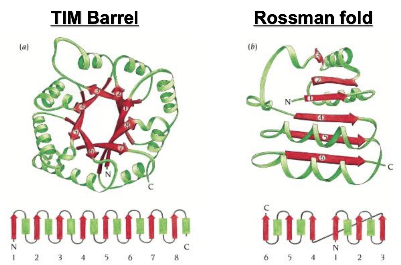 <p></p><ul><li><p><strong><u>TIM barrel</u></strong>: min. 200 residues, 8 parallel β-strands forma central twisted barrel (core) surrounded by 8 α-helices on the periphery, forming a barrel-like shape; active site is at the C-terminal end of the β-strands (the top of the barrel)</p></li><li><p><strong><u>Rossman fold</u></strong>: 6 central, twisted β-sheets with α-helices on both sides. Has a “switch point” where the strand order reverses, creating a crevice where the active site is; classic motif for nucleotide binding </p></li></ul><p></p>