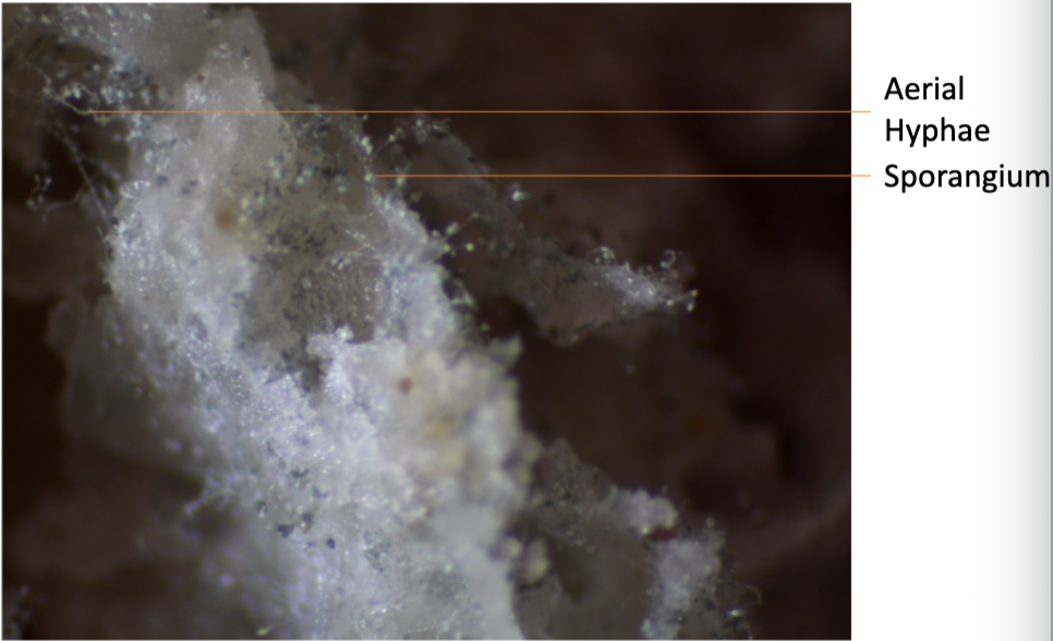 <p>Fungi</p>