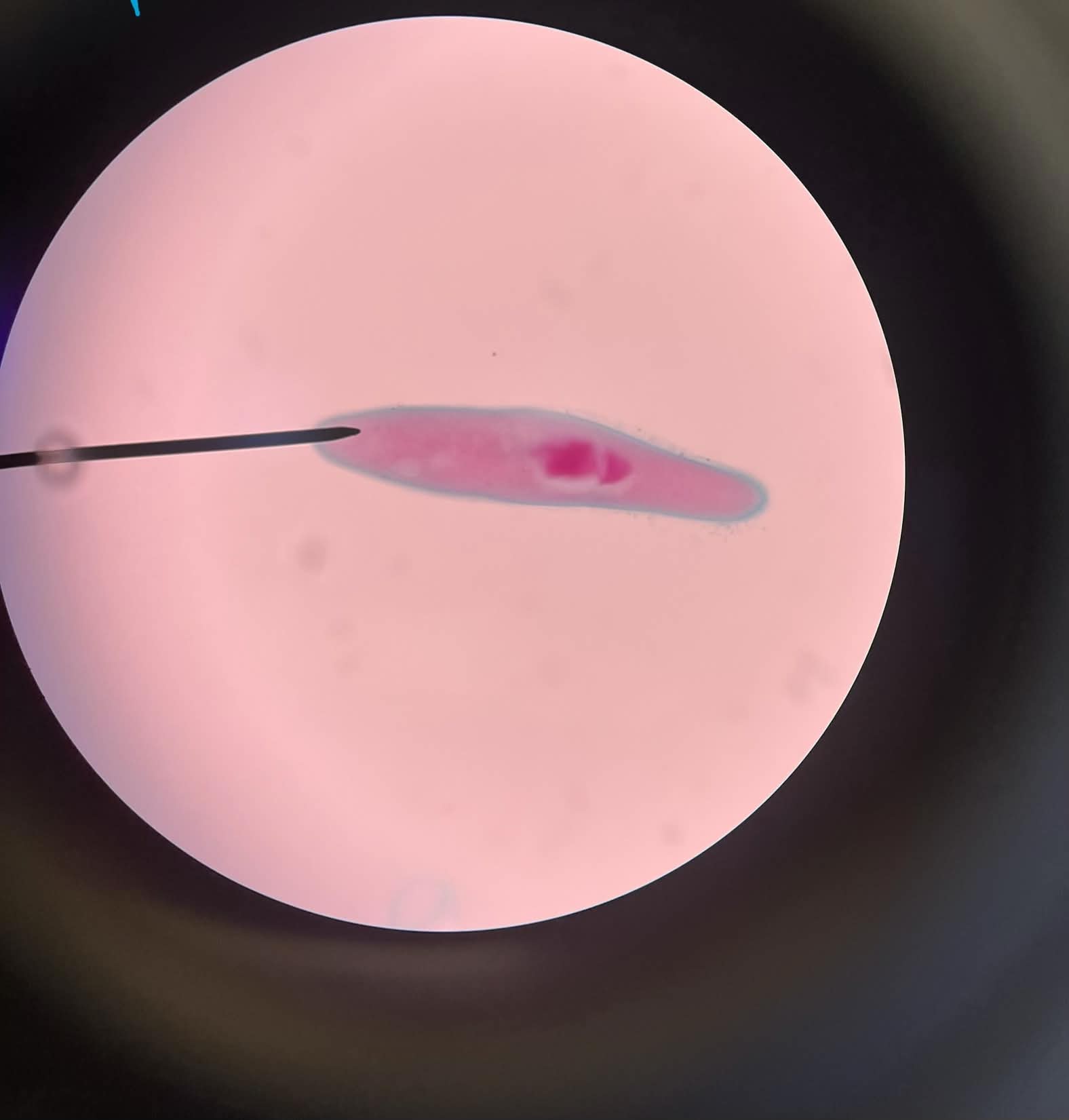 <p>What is this?</p>