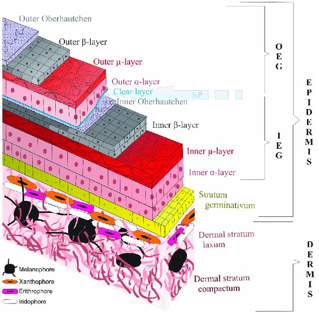 <p>the outermost sub-layer of <em>both</em> generations. It is arguably the most important part of the shedding process:</p><ul><li><p><span>The Blueprint: It contains the microscopic patterns (spines, ridges, or pits) that give the reptile its texture and color.</span></p></li><li><p><span>The Separation Point: During ecdysis, a "shedding complex" forms between the alpha-keratin of the old Outer Generation and the ________ of the new Inner Generation. This ensures the old skin peels away cleanly without damaging the delicate new surface</span></p></li></ul><p></p>