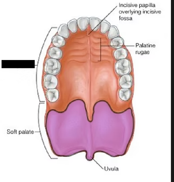 <p><span style="background-color: transparent;">Creates the floor of the nasal cavity. Formed by the maxilla (anterior) and palatine (posterior) bones. Separates the nasal and oral cavities. Anterior of the soft palate and uvula.</span></p>