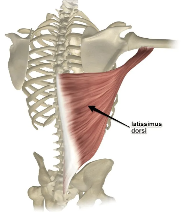 <p>origin: spinous process, sacrum, iliac crest, ribs</p><p>insertion: intertubercular sulcus (humerus)</p><p>actions: externd, adduct, medially rotate humerus</p><p>innervation: thoracodorsal nerve</p>
