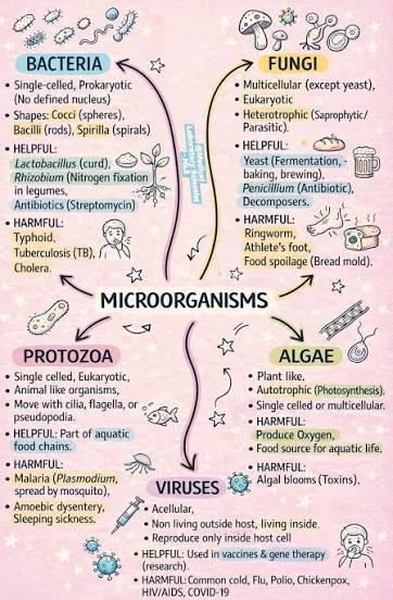 <p>IC. Differentiate the major characteristics of each group of microorganisms including from classification. </p>