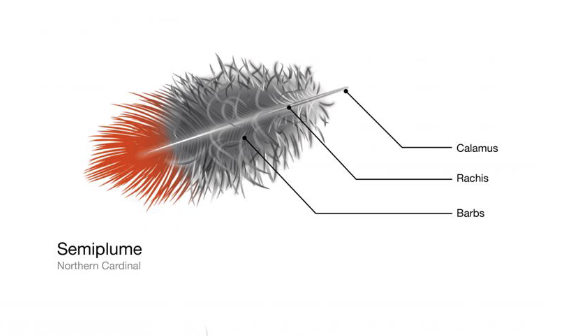 <p>beneath contour feathers: developed rachis, BUT no hooks on barbules</p>
