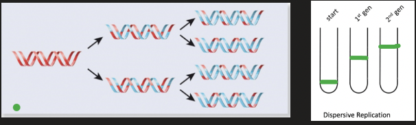 <p><span style="font-family: "Times New Roman";">&nbsp;two parental strands break into fragments </span><span data-name="arrow_right" data-type="emoji">➡</span><span style="font-family: "Times New Roman";"> each new DNA double helix contains alternating patchwork of parental and daughter segments</span></p>