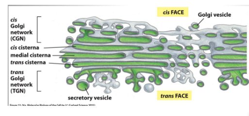<ul><li><p><span style="background-color: transparent;"><strong>&nbsp;Consists of a collection of flattened, membrane-enclosed compartments called cisternae (stack of pancakes), each golgi stack typically consists of 4-6 cisternae</strong></span></p><ul><li><p><span style="background-color: transparent;"><strong>tubular connections between corresponding cisternae link stacks. This forms a single complex (near cell nucleus)</strong></span></p></li></ul></li><li><p><span style="background-color: transparent;"><strong>Cargo enters through the cis face and leaves through the trans face in secretory vesicles</strong></span></p></li></ul><p></p>