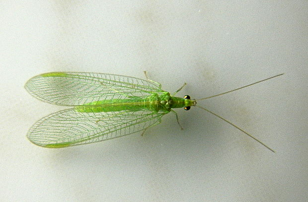 <p></p><p>rad:</p><p>druh:</p>