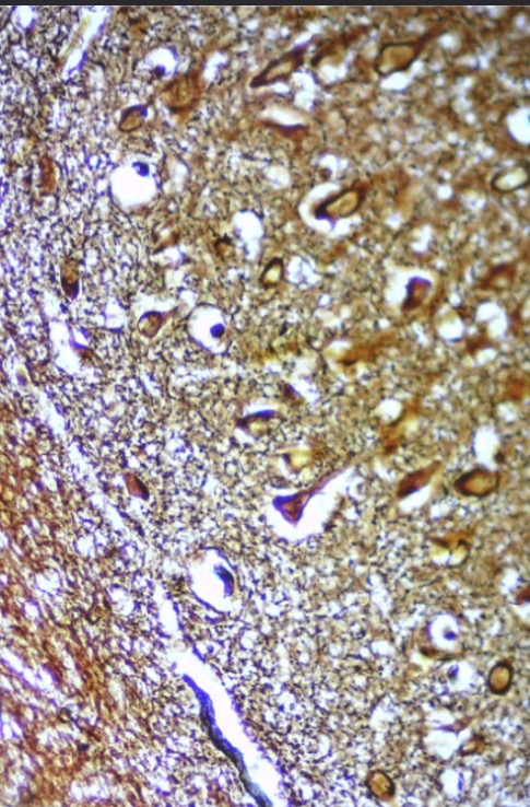 <p>what tissue is this?</p>