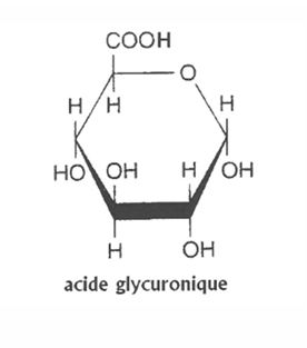 <p>obtenu par fonction alcool primaire, l’1 des A le + répandu dans l’organisme, élimination des éléments étrangers de la circulation</p>
