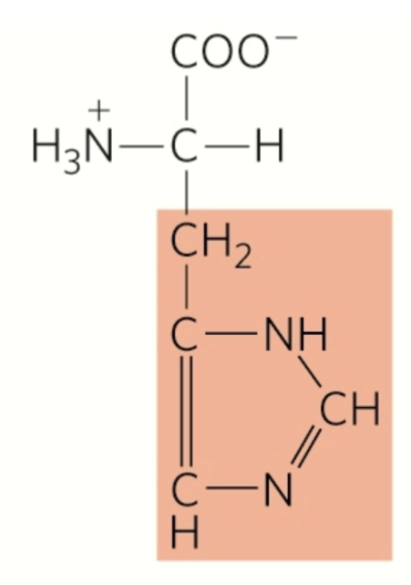 <p>histidine</p><p>polar</p><p>hydrophilic</p><p>amphipatic</p><p>positively charged r group</p><p>ionizable side chain with pKa near neutrality</p>