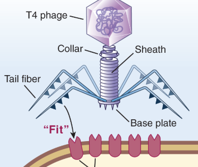 <p>Receptors</p>