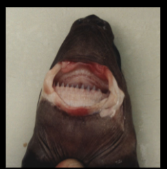 <p>thick lips and modified larynx are used to attach to prey and razor sharp teeth are used to bite plug out of prey</p>