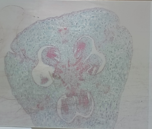 <ol><li><p>Name</p></li><li><p>male or female</p></li></ol><p></p>