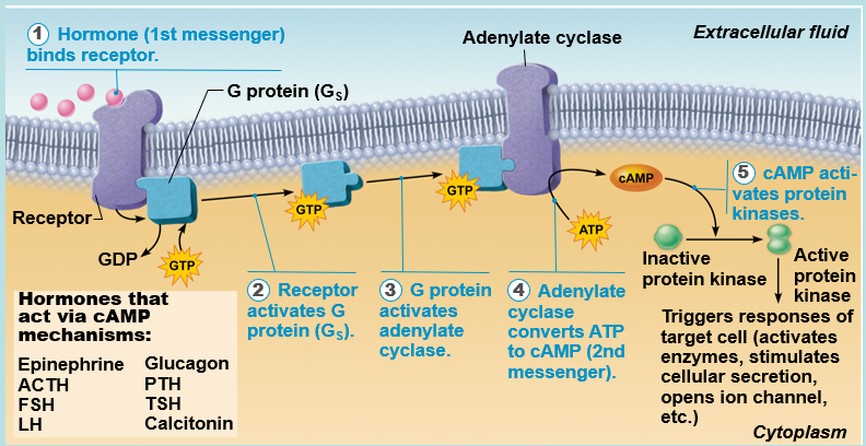 <p>amino acid</p><p>[1] receptor </p><p>[2] G protein</p><p>[3] adenylate cyclase </p><p>[4] cAMP</p>