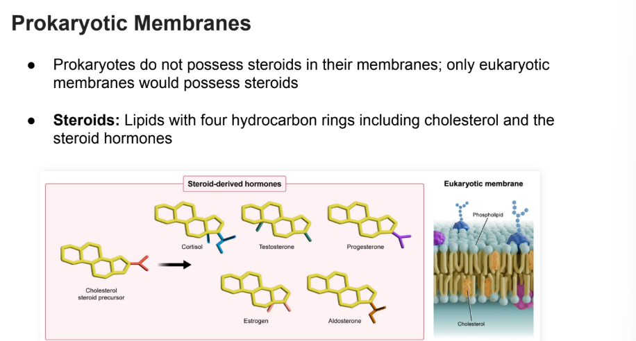<p>Made of <strong>steroids</strong>. Only eukaryotes process membranes.</p><p></p>