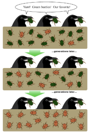 <p>Describe evolution with this:</p>