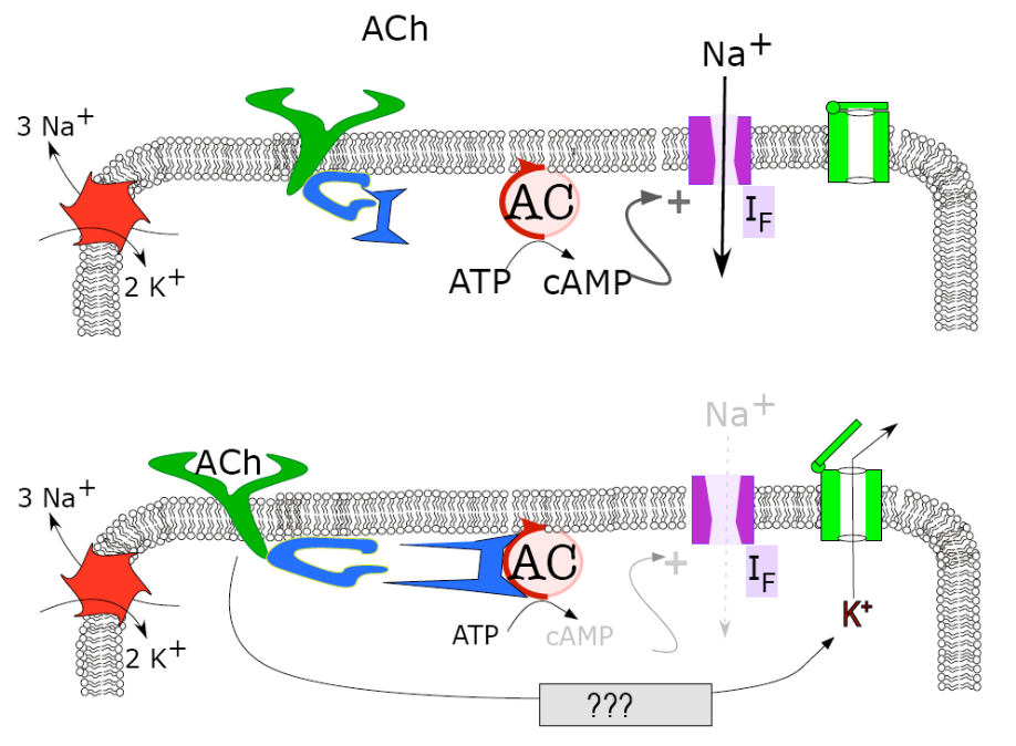 <p>Pacemaker cells when acetylcholine (Ach) is involved:</p><ul><li><p>Ach binds to the appropriate receptor, slowing down adenylate cyclase (AC) using an inhibitory G-protein.</p></li><li><p>This decreases cAMP, which decreases the flow of sodium through funny channels</p></li><li><p>Ach <em>also </em>opens K+ out channels, which are ligand gated</p></li><li><p>This K+ efflux decreases the slope of pacemaker potentials, leading to less action potentials over time and a slowerheartbeat.</p></li></ul><p></p>
