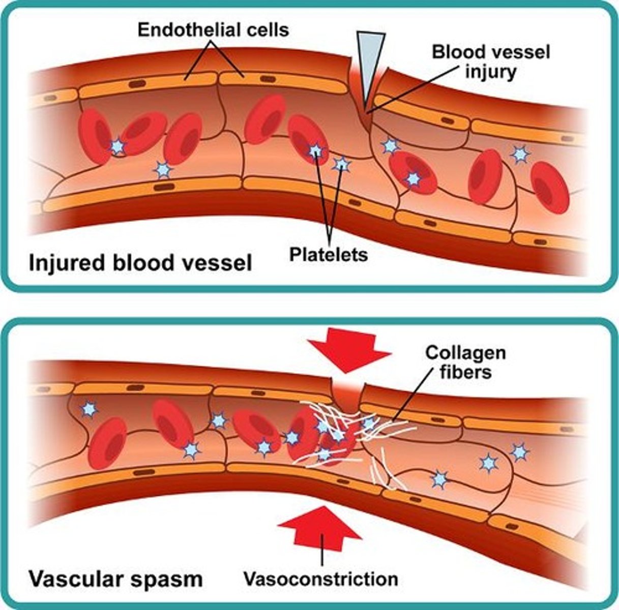<p>Platelets are involved in blood clotting (hemostasis).</p>