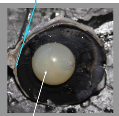 <p>What is the arrow pointing at?</p>