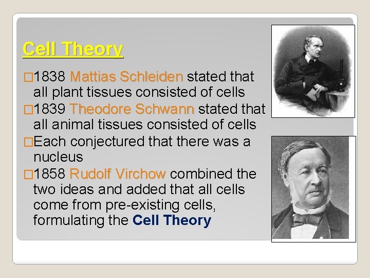 <p>The theory that cells are the fundamental units of life and carry out all basic functions of living things; formulated by Matthias Jakob Schleiden and Theodor Schwann, 1800s.</p>