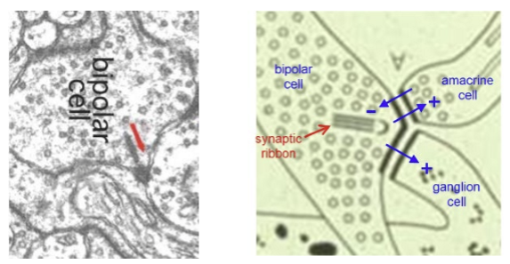 <p>A synaptic ribbon sits along the active zone with two postsynaptic processes, one on each side of the ribbon, allowing coordinated transmitter release to multiple targets.</p>