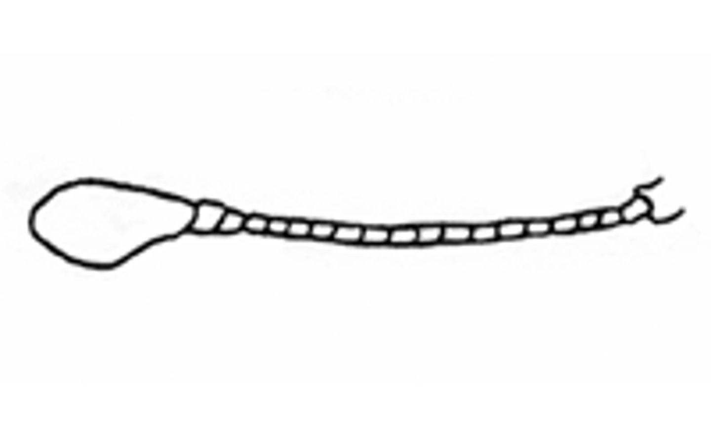 <p>Club-shaped</p>