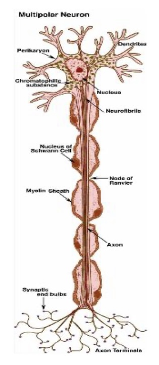 <p>Multipolar Neuron : Function : Transmits nerve impulses between the brain, spinal cord, muscles, and glands.</p>