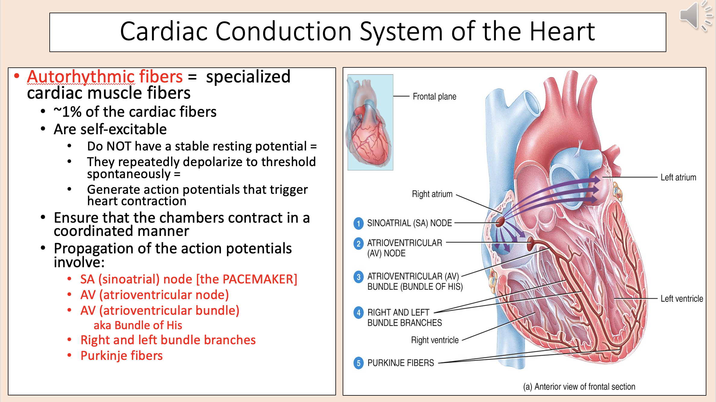 <p><span style="color: rgb(255, 0, 0);">autorhythmic fibers</span></p>